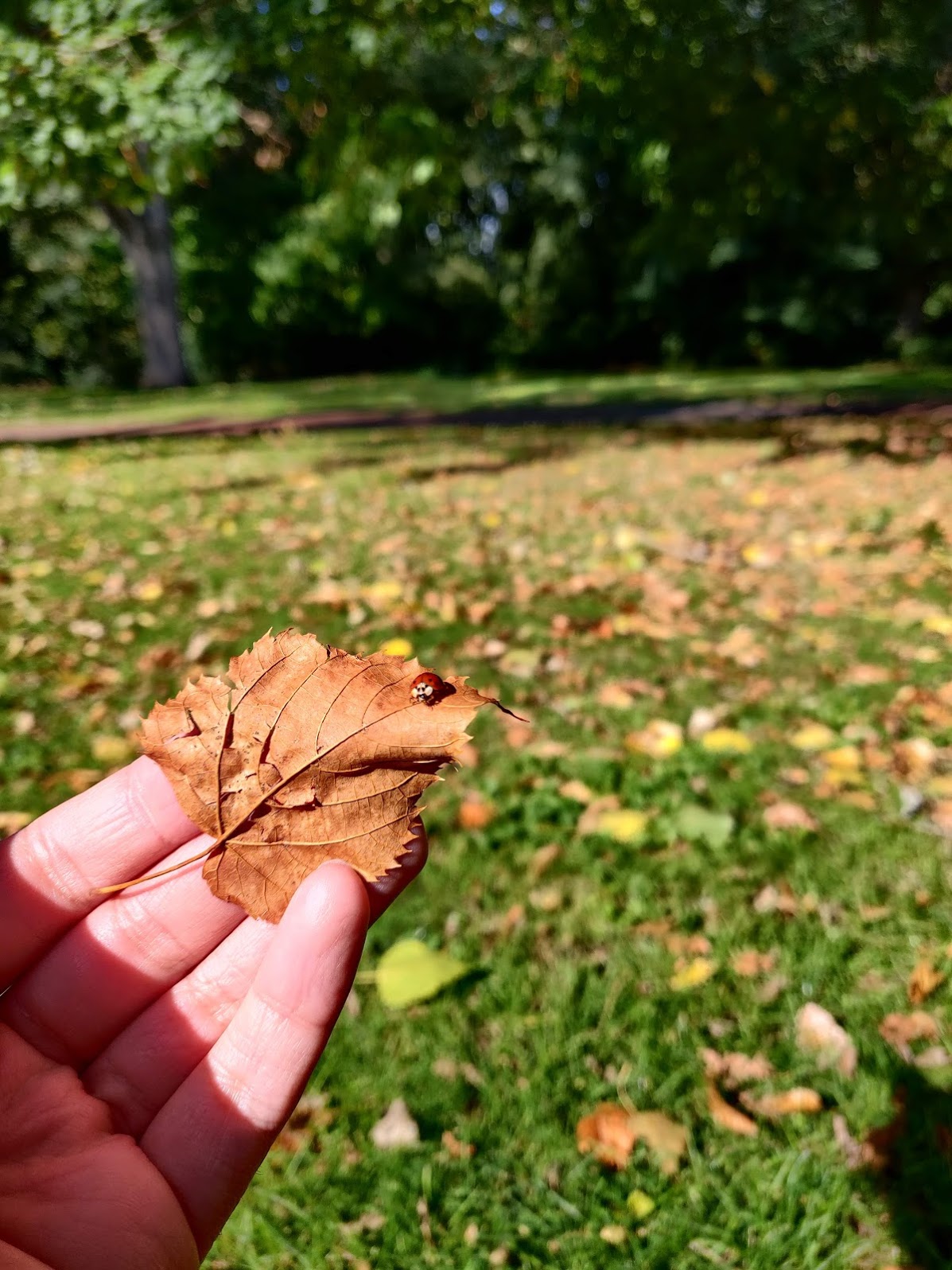fall